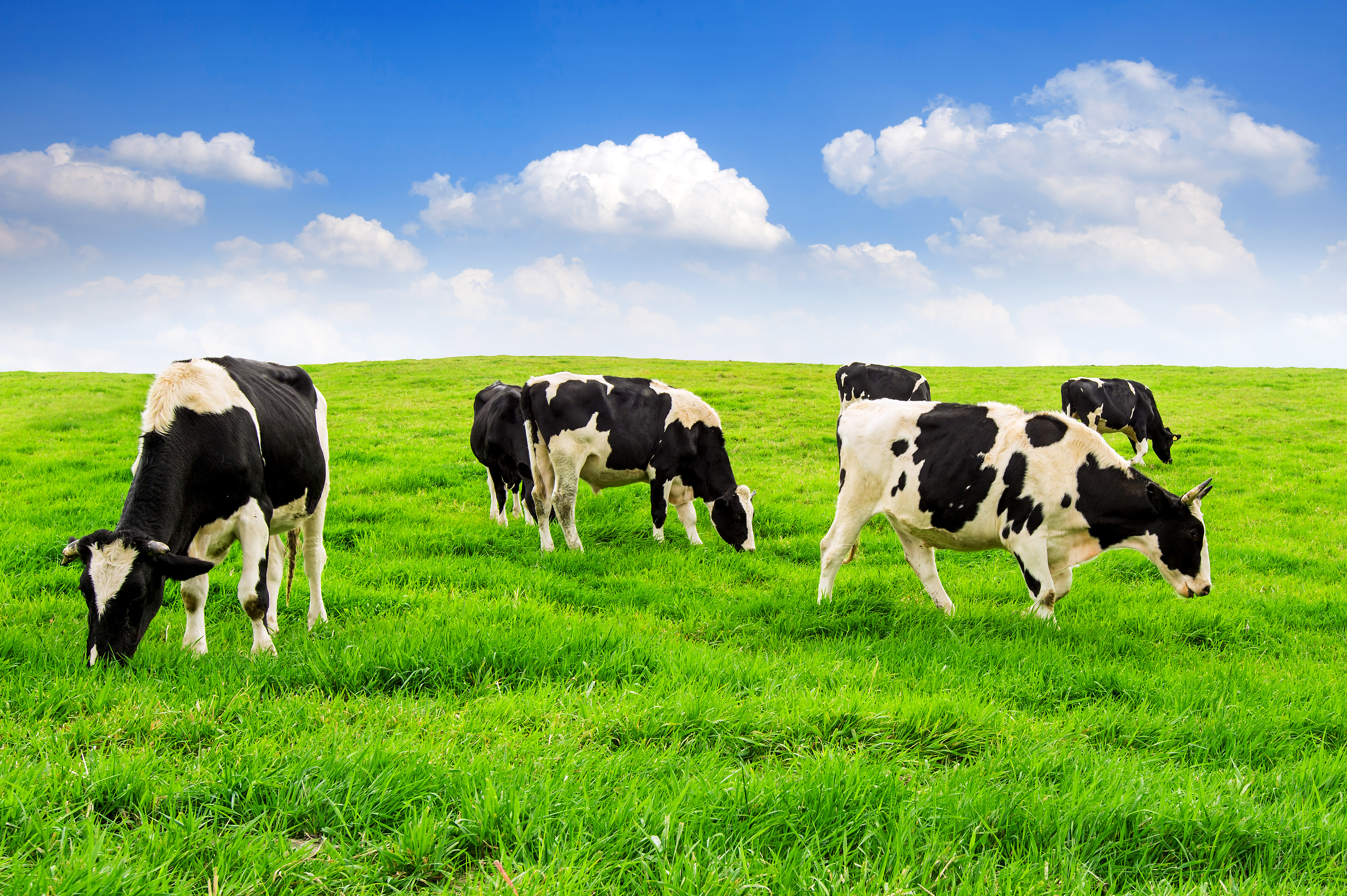 Dairy Farming