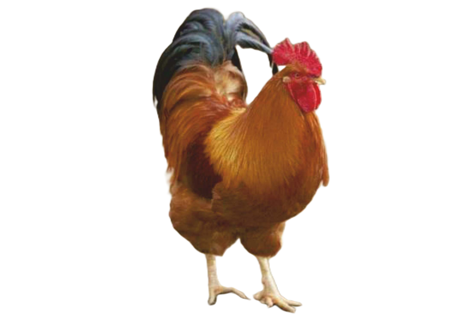 Poultry Farming