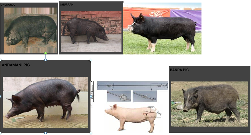 breeds of pig