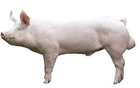 Large White Yorkshire