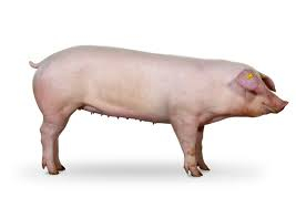 2. Landrace