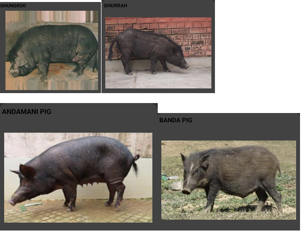 indigenous breeds of pig