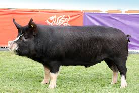 3. Berkshire