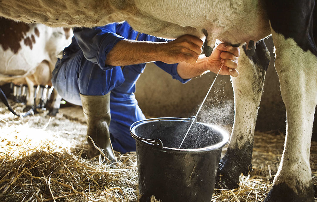 Indigenous dairy breeds of cattle