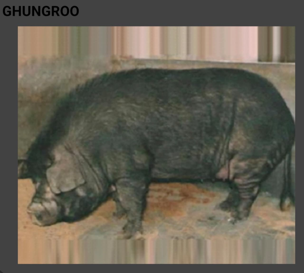 Ghunghroo
