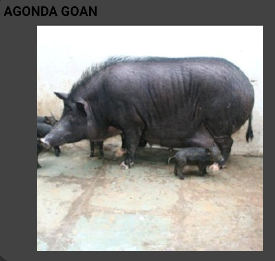 Agonda Goan