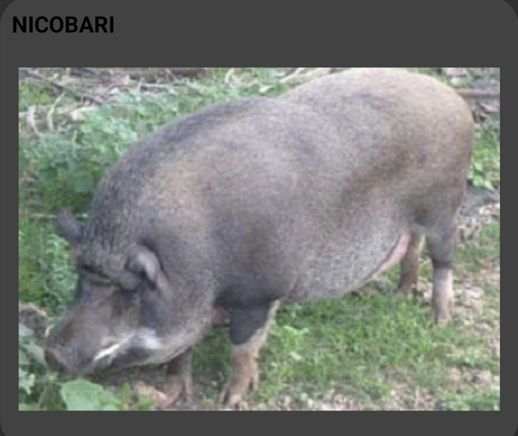 Nicobari