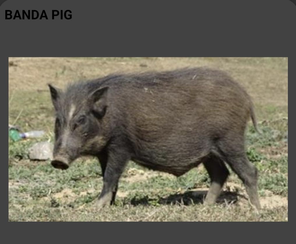 Banda Pig (Bali / Village Pig)