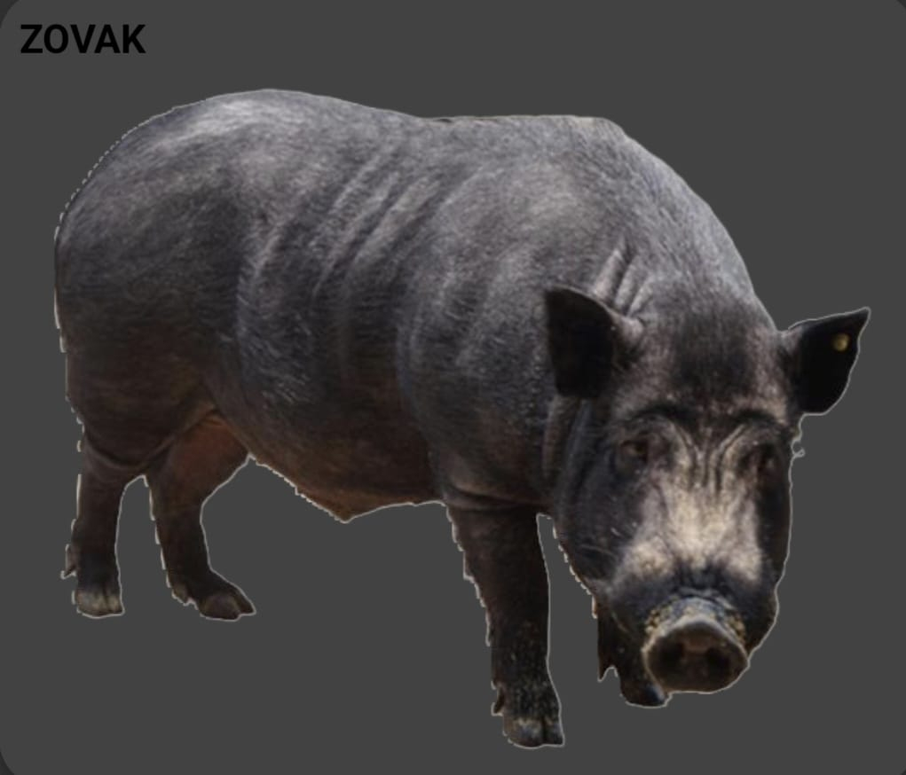 Zovak