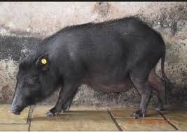 Karkambhi (Karkambi)