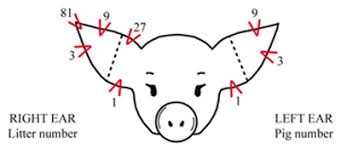 IDENTIFICATION OF PIGS