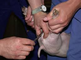 Castration of Male Piglets