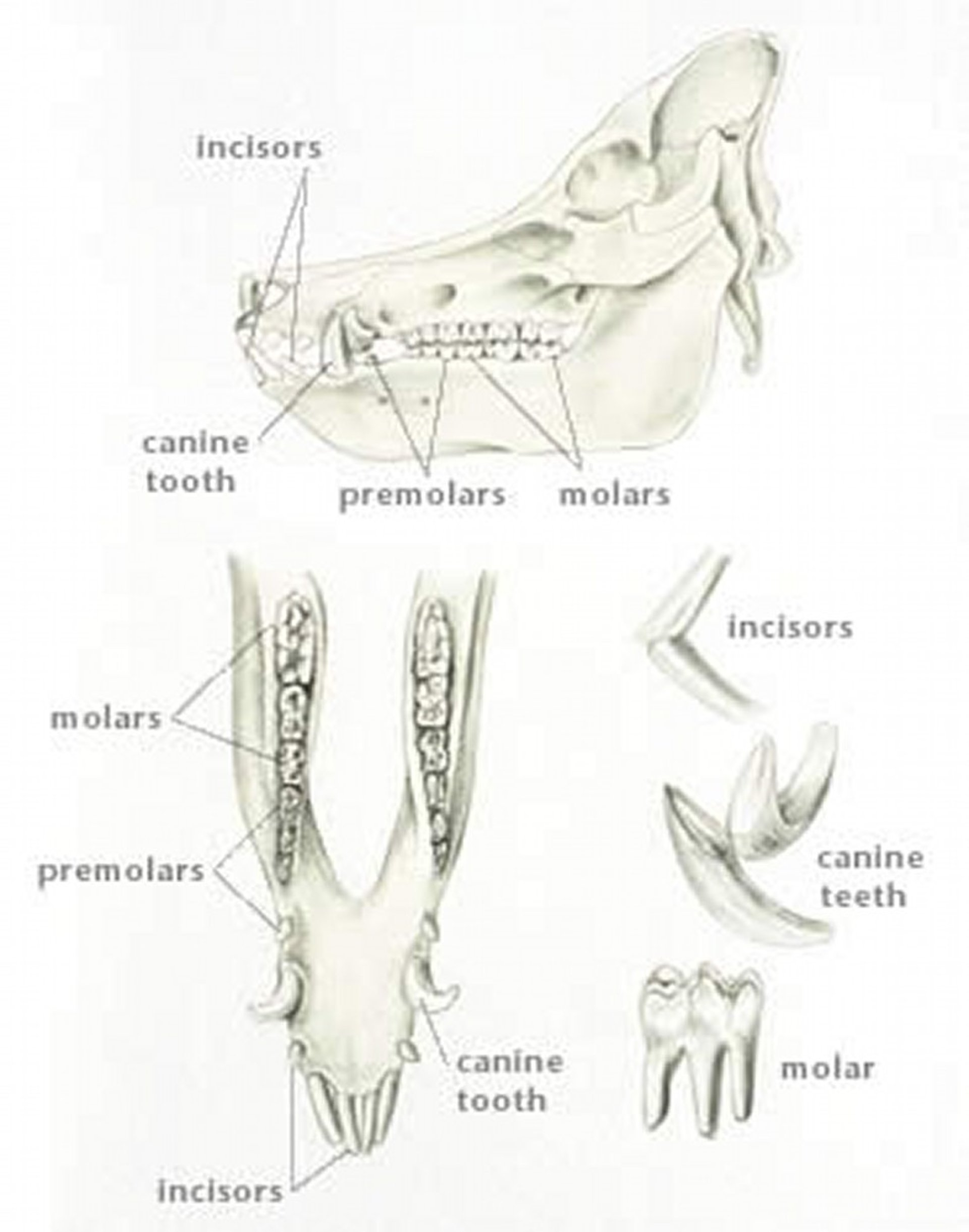 Dental Anatomy of Pigs