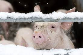 CARE DURING WINTER SEASON