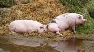 CULLING OF PIG