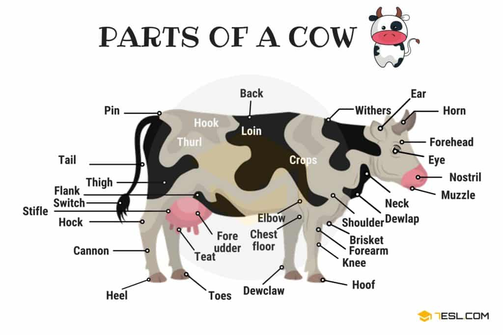 Economics of Dairy Farming and value Addition