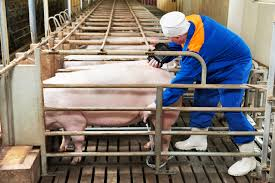 Pregnancy Diagnosis in Sows