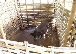 Types of Pig Housing Systems in India