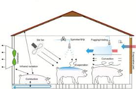 Ventilation and Thermal Comfort