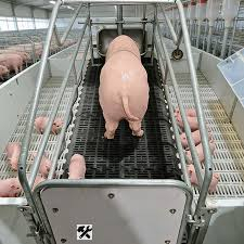 Pens Required on a Pig Farm