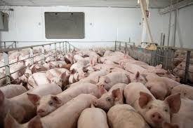 Selection of hog for slaughter