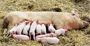 Care and Management of Pregnant and Lactating Sows