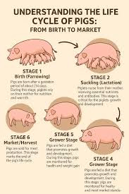 Care and Management of Growing and Finishing Pigs