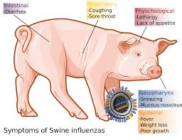 Important Viral Diseases of Pigs: Symptoms and Control