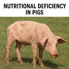 Nutritional Deficiency Disorders in Pigs