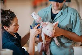 Deworming and vaccination