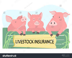 Livestock Insurance for Pigs