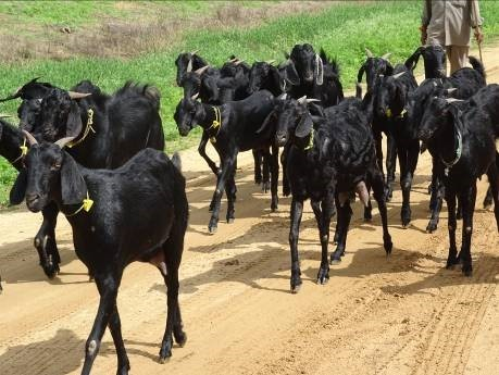 Goat Rearing