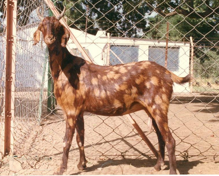 Selection of Goat and Goat Breeds