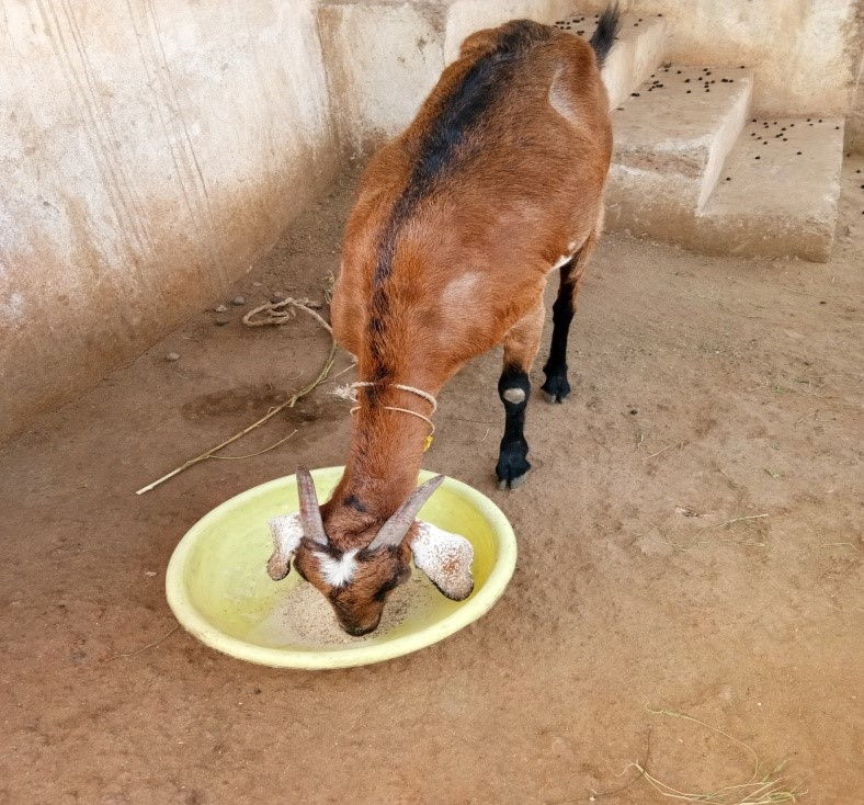 Goat Feeding Management