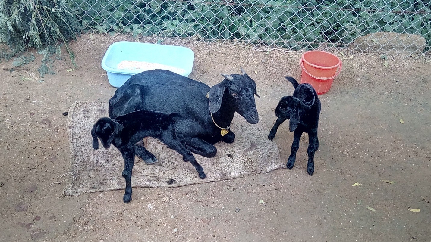 Goat Care and Management