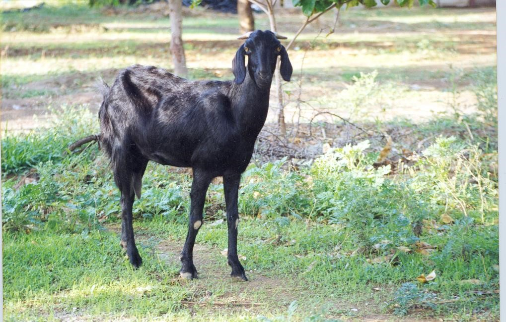 Goat Reproduction