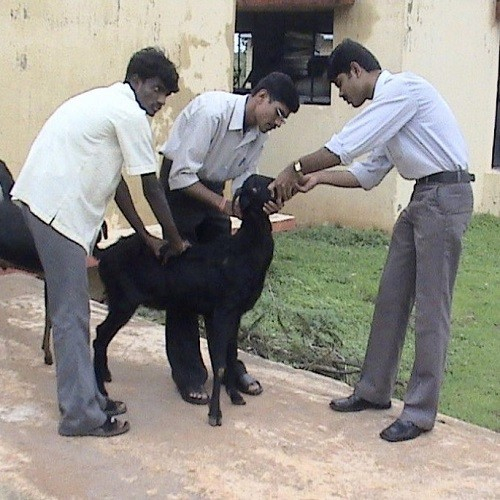 Goat Disease Management & Vaccination Schedule