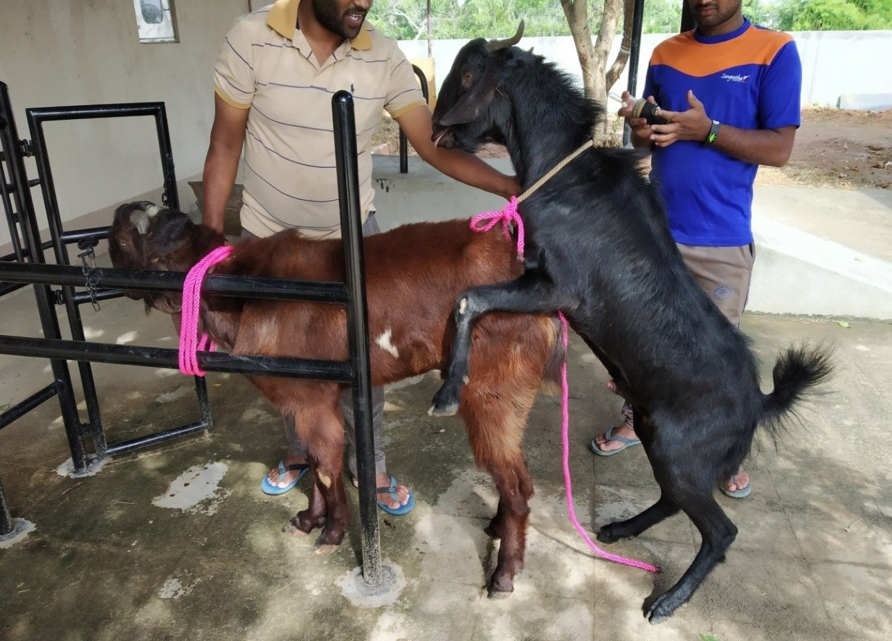 Goat Artificial Insemination