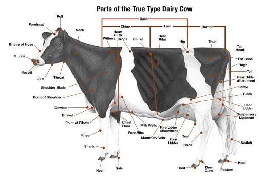 Cattle and Buffalo Breeds