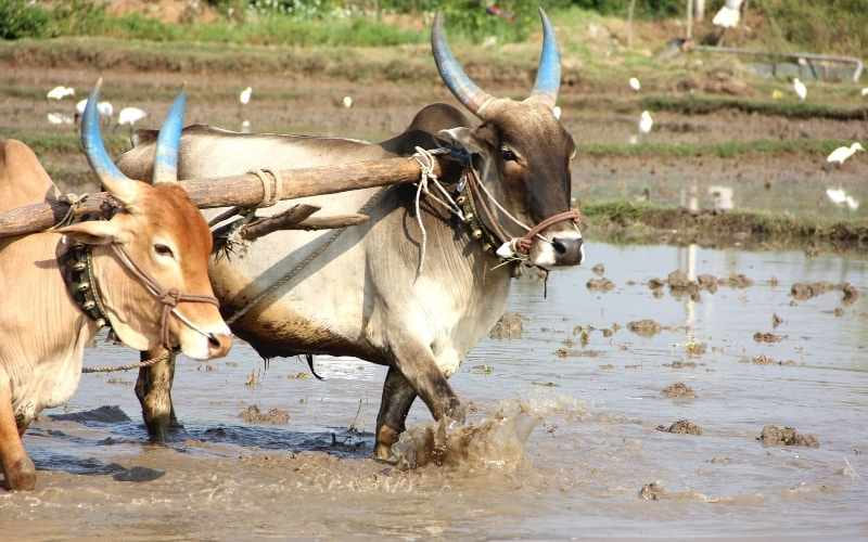 Indigenous Draught breeds of cattle