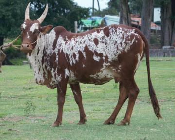 Bargur