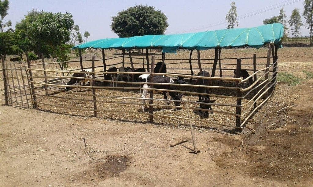 Rearing Systems and Housing Management