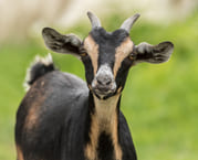 Goat Farming