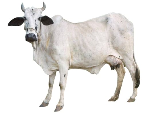 Bachaur (Bhutia)
