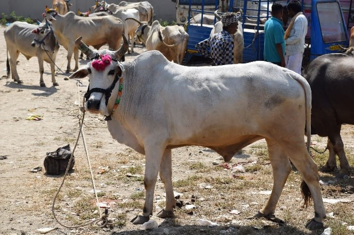 Dagri (Gujarat Malvi)