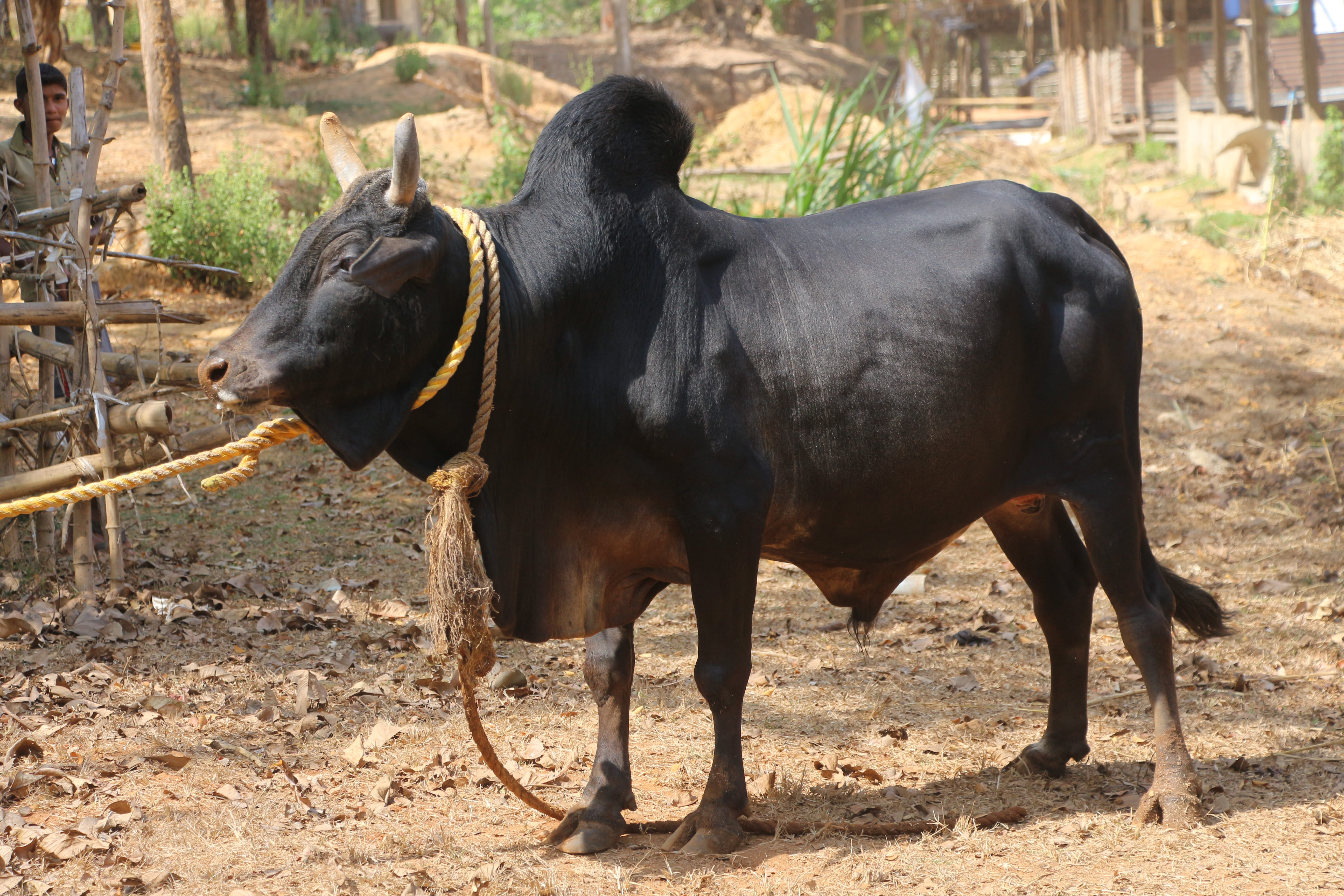 Kenkatha (Kenwaria)