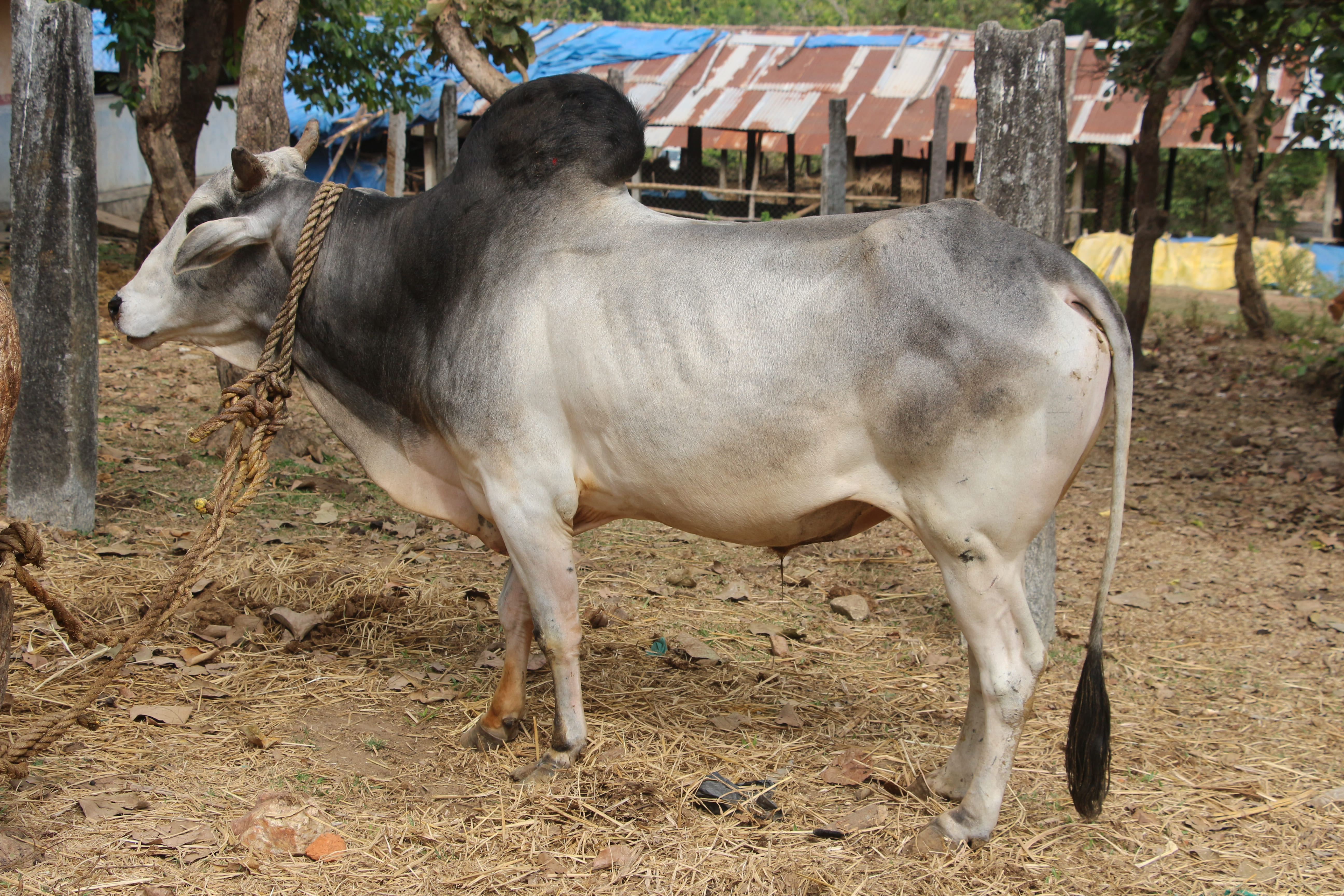 Nagori