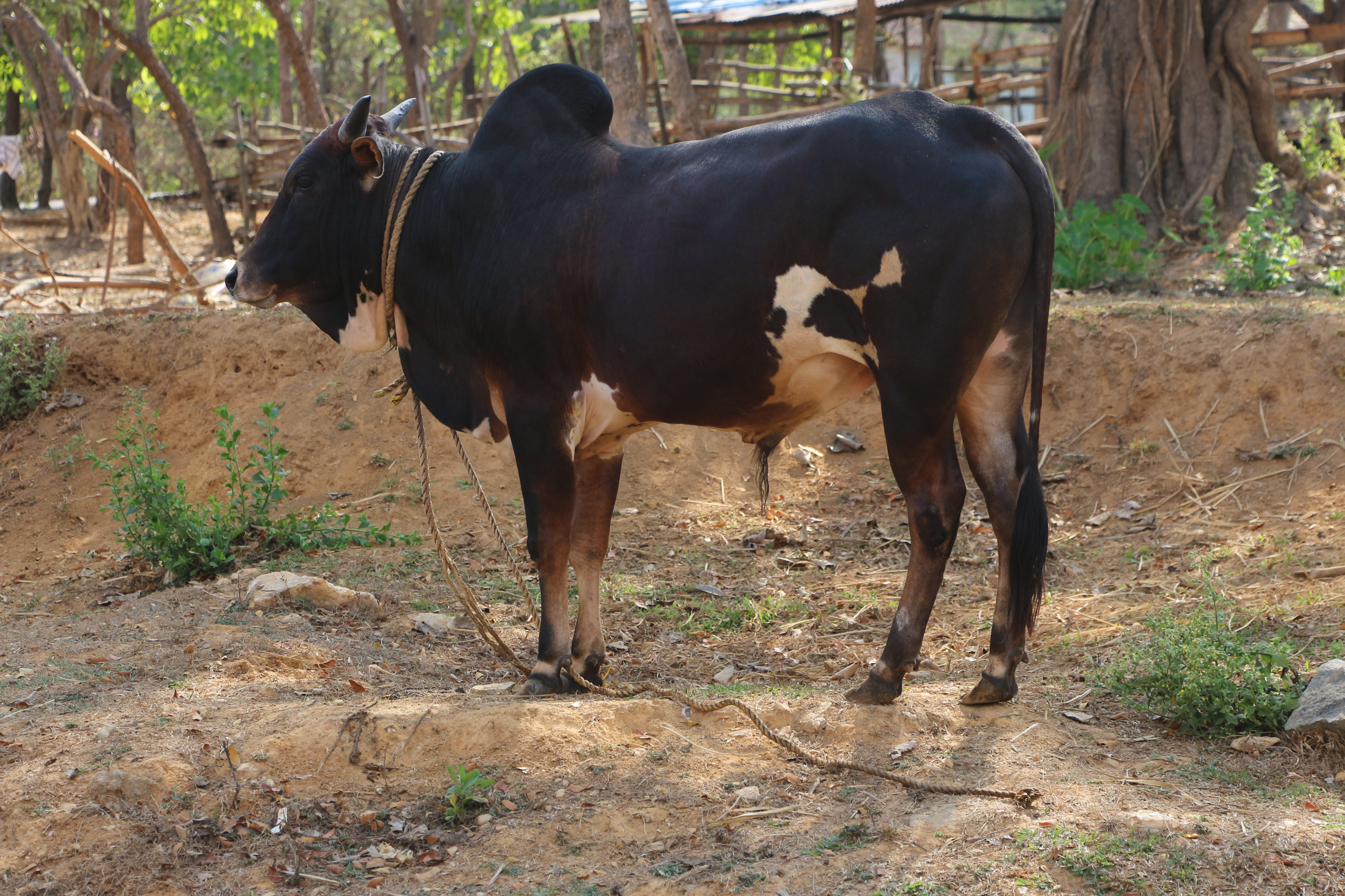 Nimari (Khargaon, Khargoni, Khurgoni)
