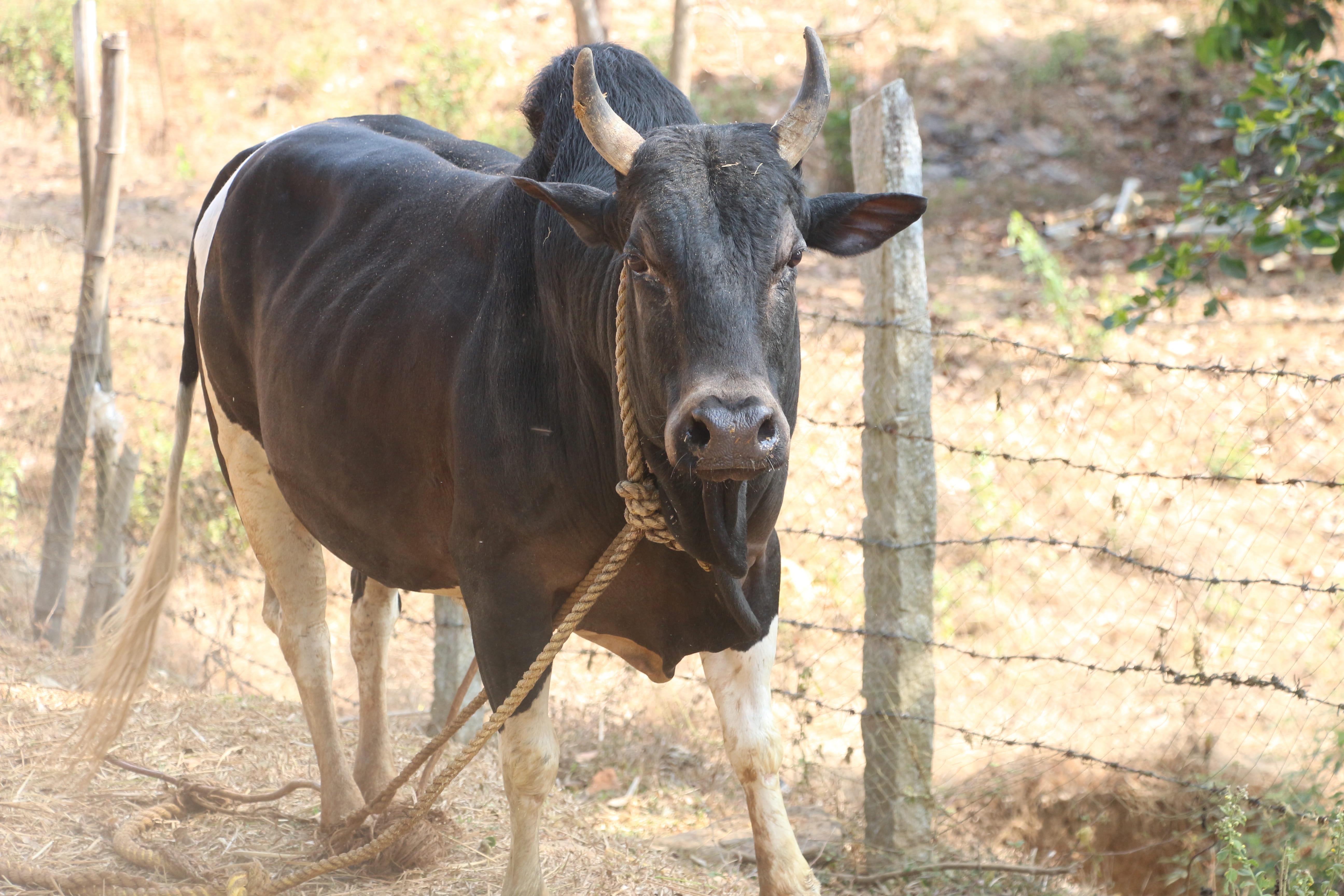Ponwar (Purnea)