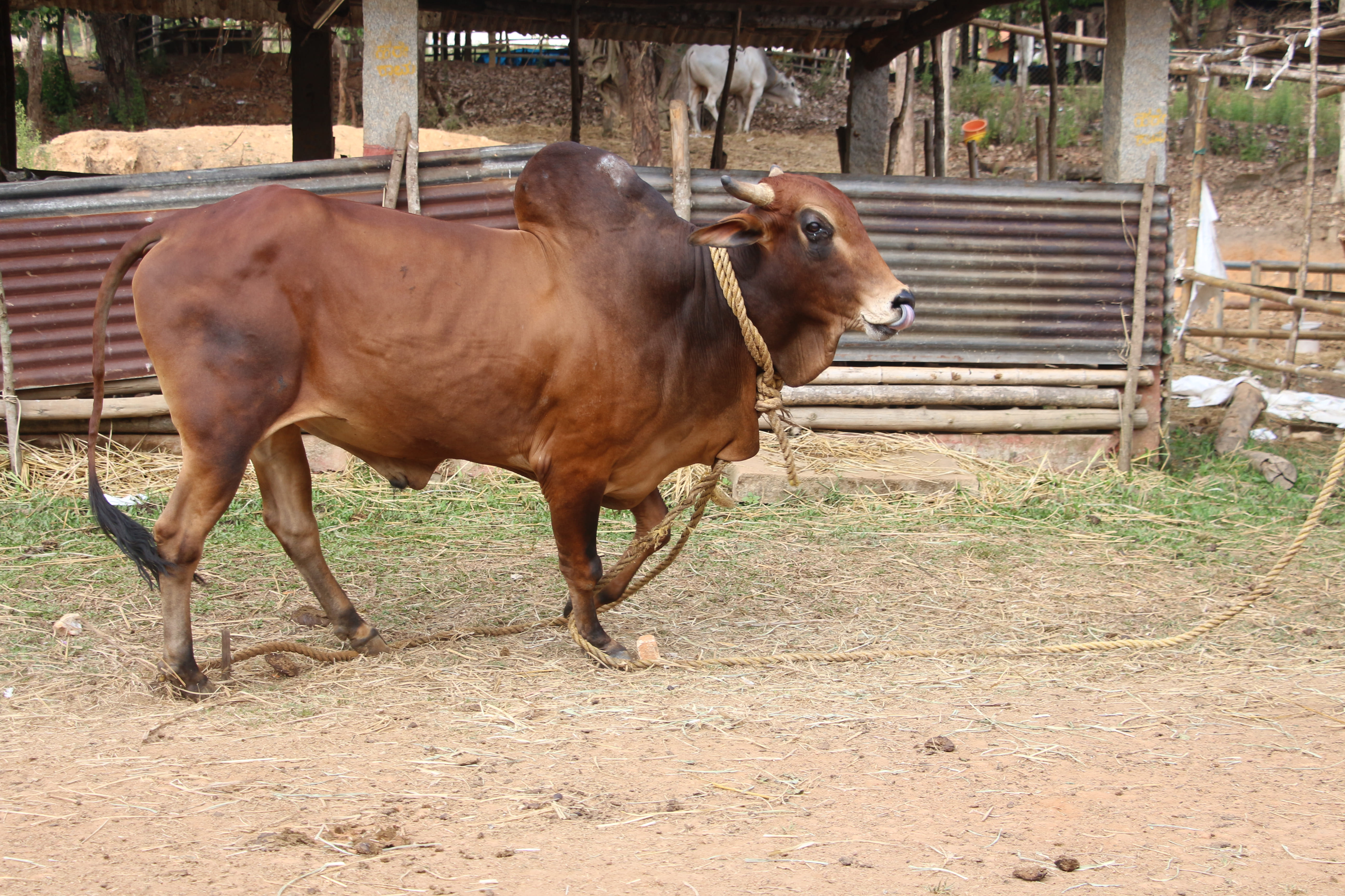 Red Kandhari (Lakhalbundavi)
